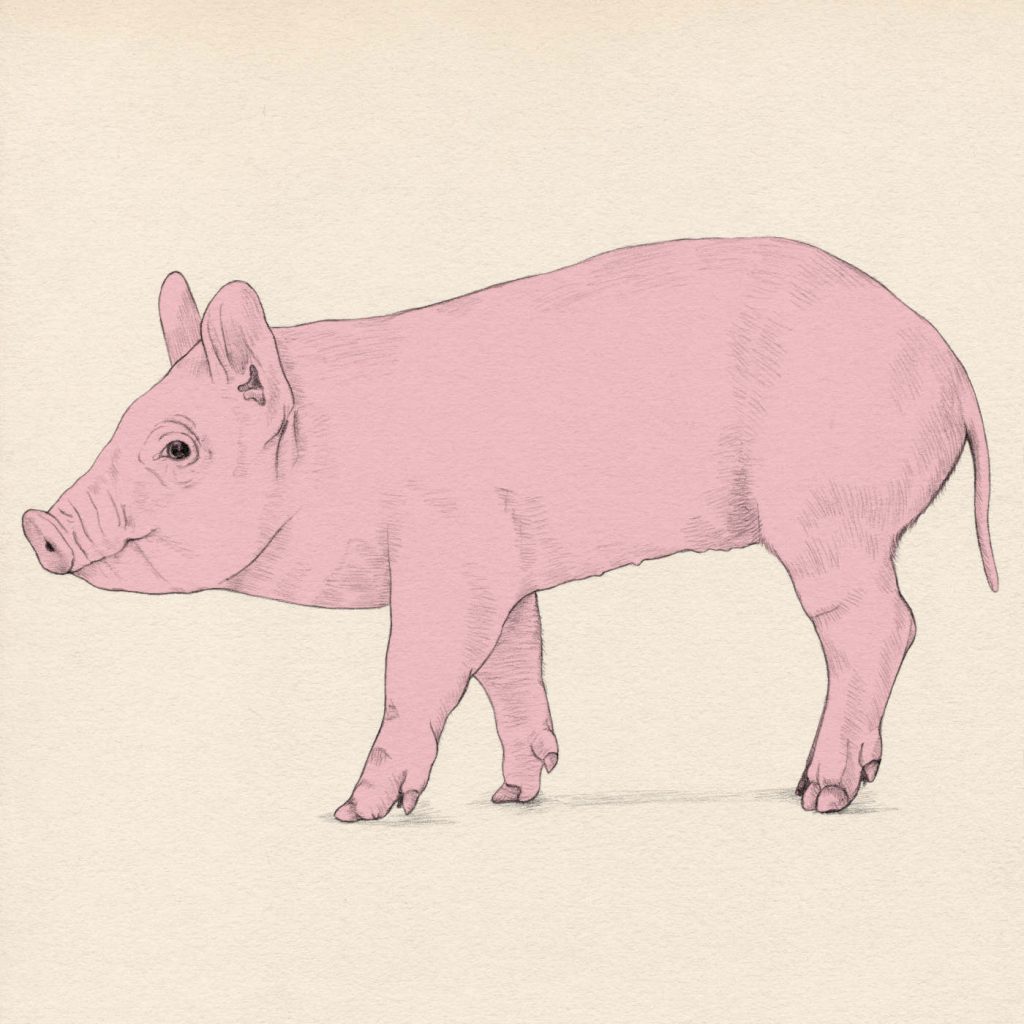 Jacek Karpiński Masuria pig 2