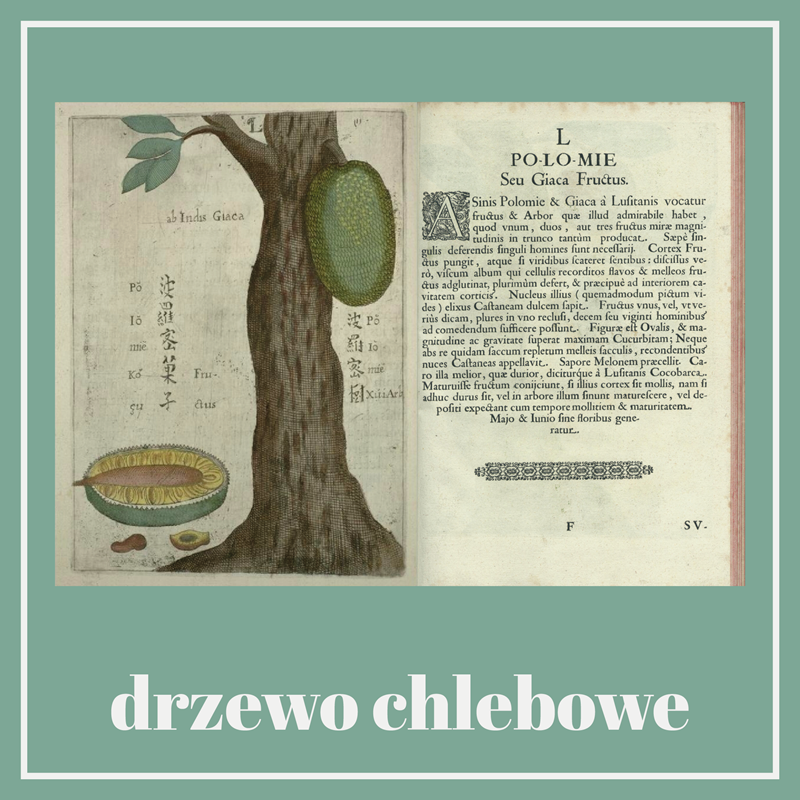 tło drzewo chlebowe flora sinensis michał boym