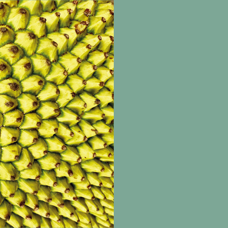 breadfruit background boym