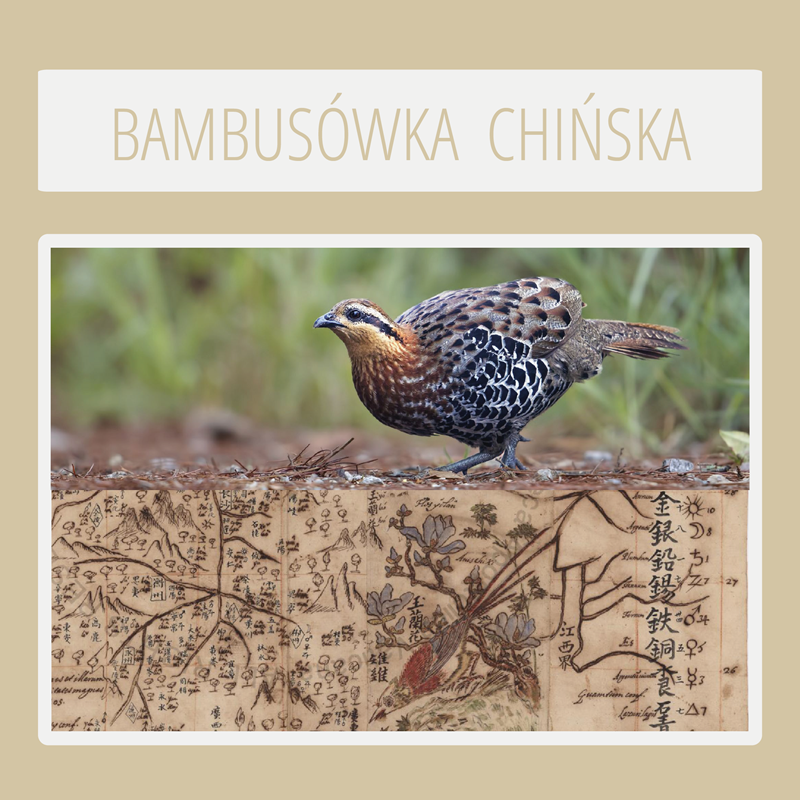 chinese bamboo partridge michał boym