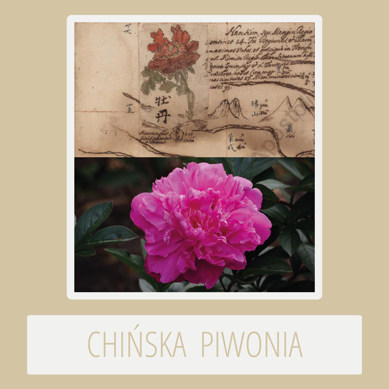 chinese peony michał boym