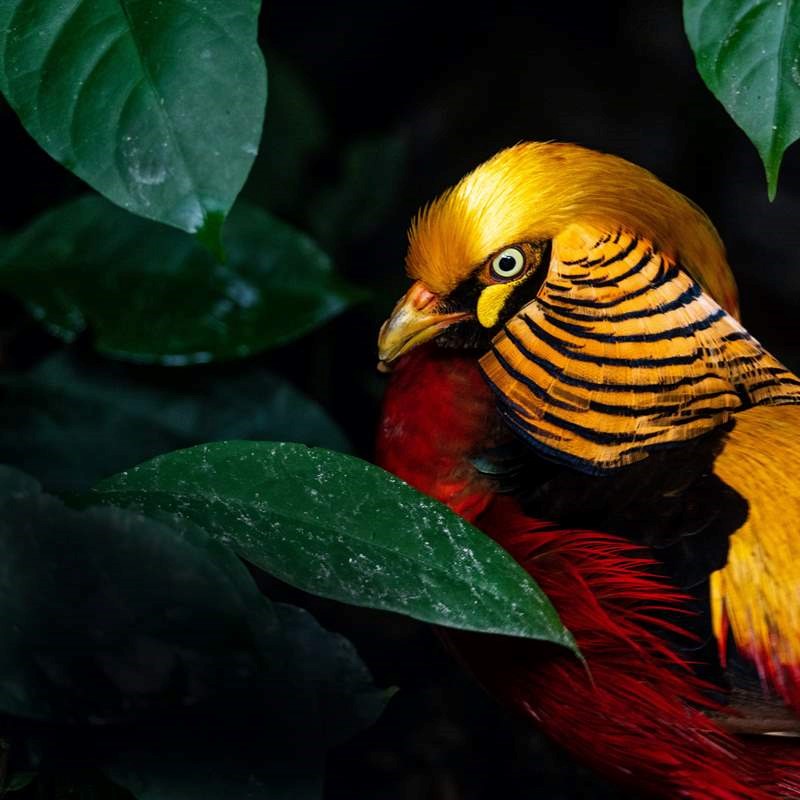 golden pheasant michał boym part 1