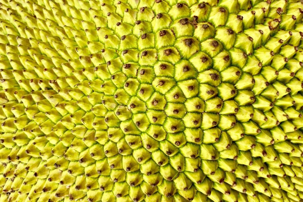 breadfruit background 2 boym