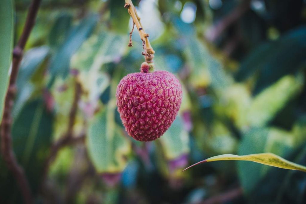 Ли́чи кита́йское flora sinensis Михал Пётр Бойм 2